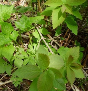 참나물 효능과 부작용 칼로리