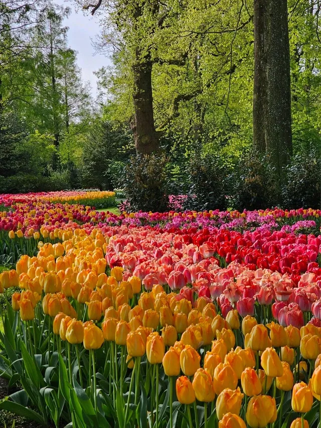 네덜란드 – 튤립의 본고장, 쿠켄호프 가든