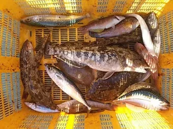 디낚 점주 조황 전국 바다낚시 출조 꿀팁_6