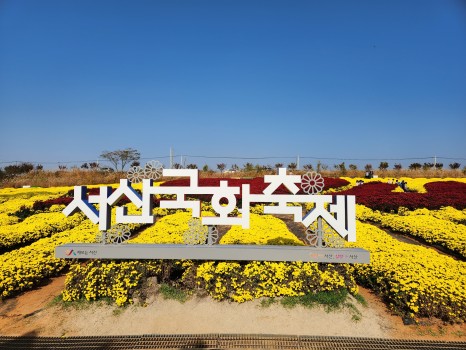 노란국화가 만발한 앞에 서산국화축제 팻말