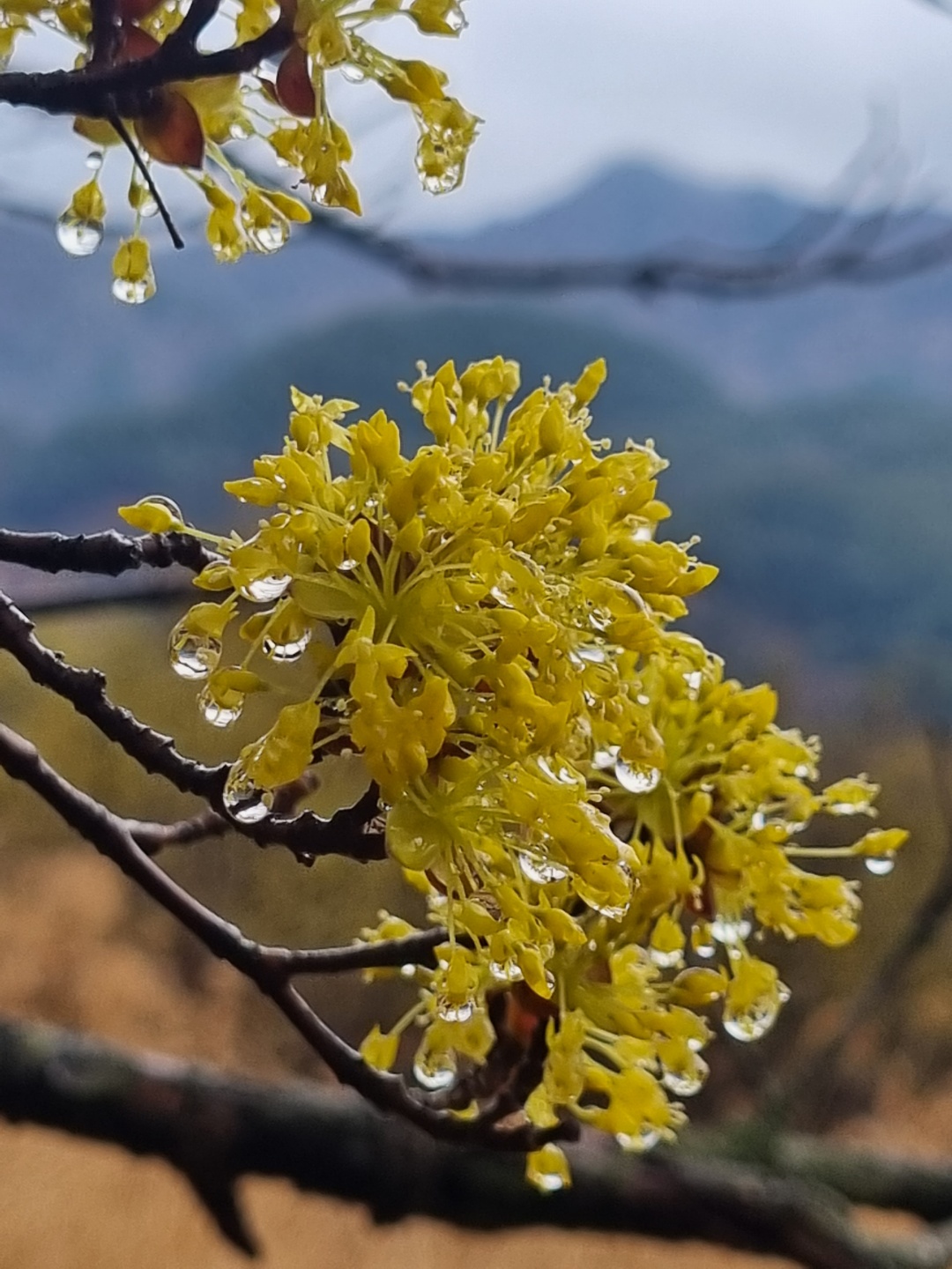 산수유꽃 꽃망울이 물기를 머금은 모습