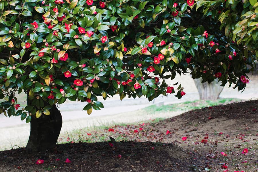 [4월 축제]사계절의 모습이 다 아름다운 고창 선운사❘동백꽃, 홍매화 사진 이벤트