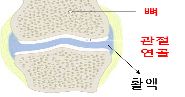 활액의 위치