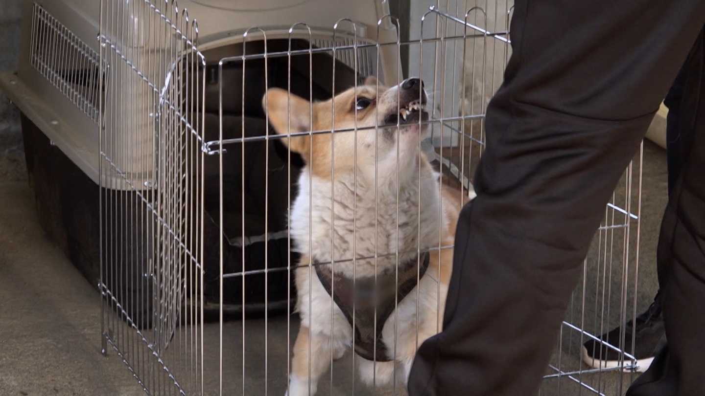 개는 훌륭하다 입질 강아지 짜리 강형욱 훈련사