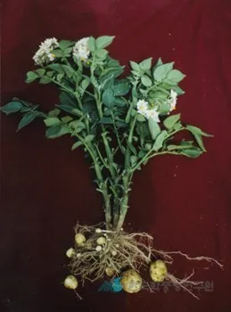 gg_감자 삶는 방법 샐러드 레시피_15