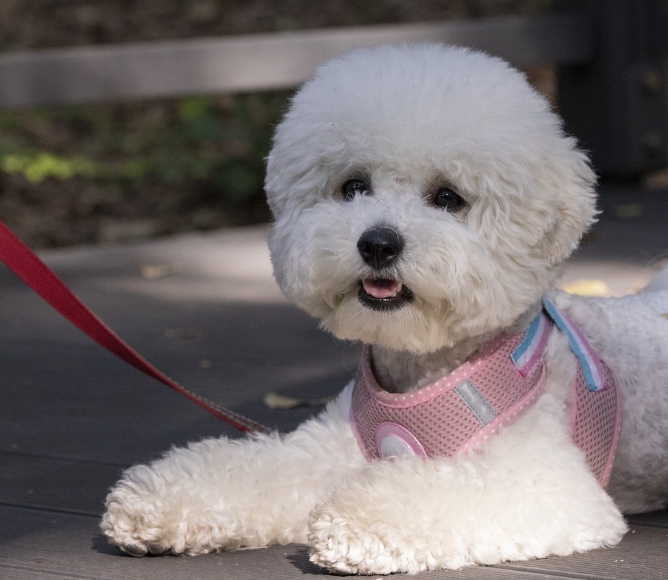 사랑스러운 반려견