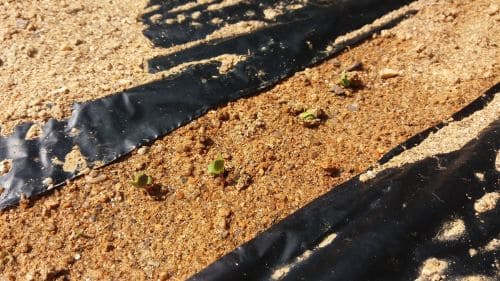 알타리무-총각무-재배-종자-발아-추대현상