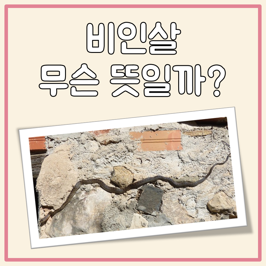 비인살 대표 이미지