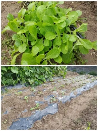8월에 심는 밭작물 모종 채소 재배법 알아보기_6
