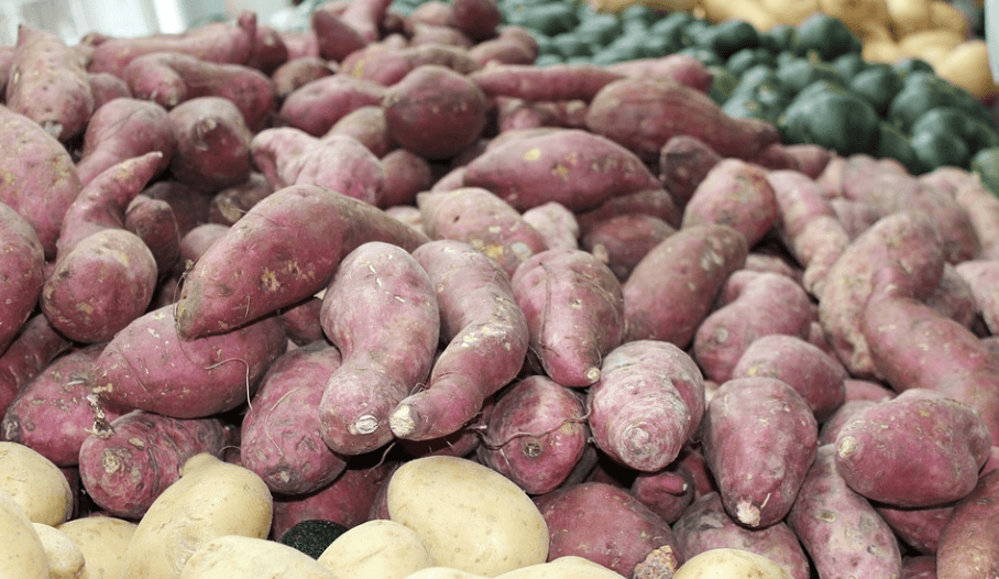 저혈당에 좋은 음식 고구마가 쌓여 있다