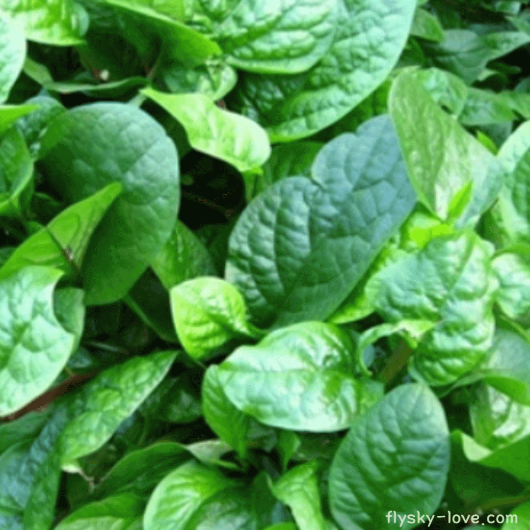 말라바 시금치 (Malaba Spinach)
