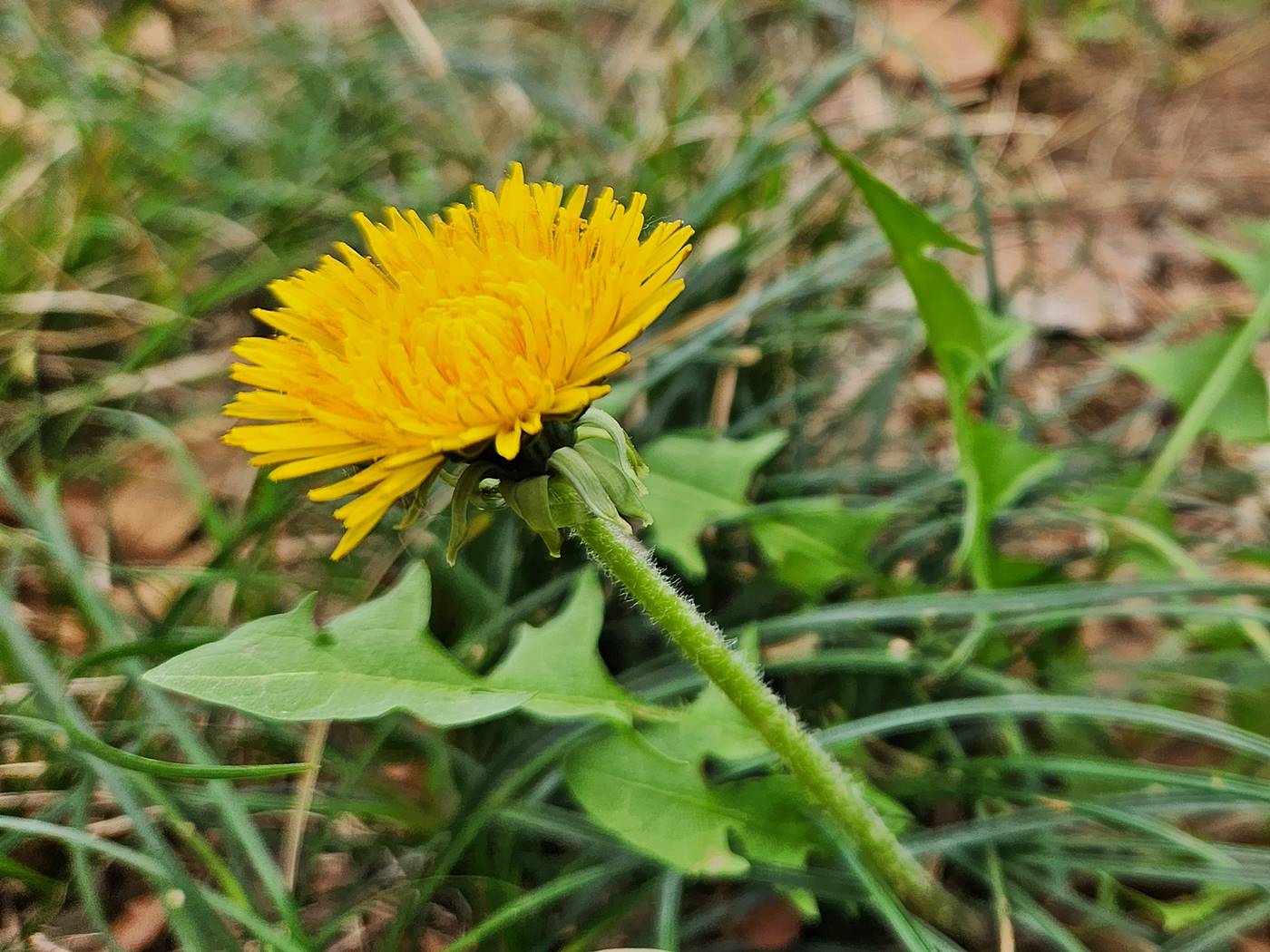 서양민들레 dandelion