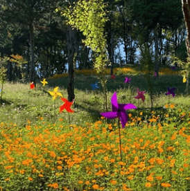 베어트리파크 단풍축제 할인&amp;#44; 맛집&amp;#44; 주차장