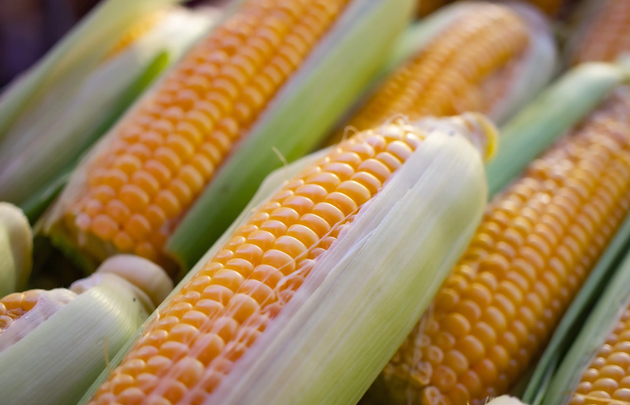 옥수수차 물대신