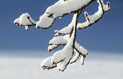에너지바우처. 겨울 나뭇가지위의 눈 .