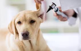 귀를 진단받는 강아지사진