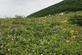 인제 점봉산 곰배령 예약
