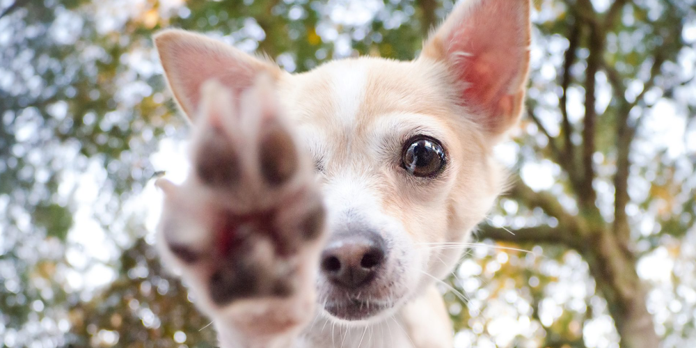 강아지 발톱 감염 5