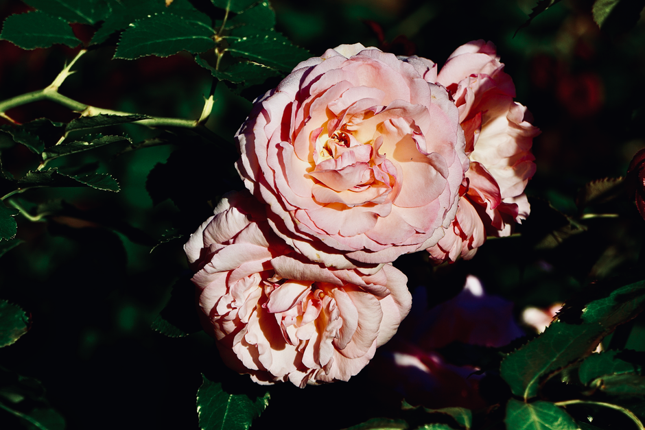 A detailed image of pastel pink roses in a garden setting, showcasing their natural beauty.