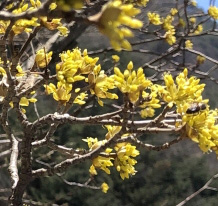 산수유 꽃1