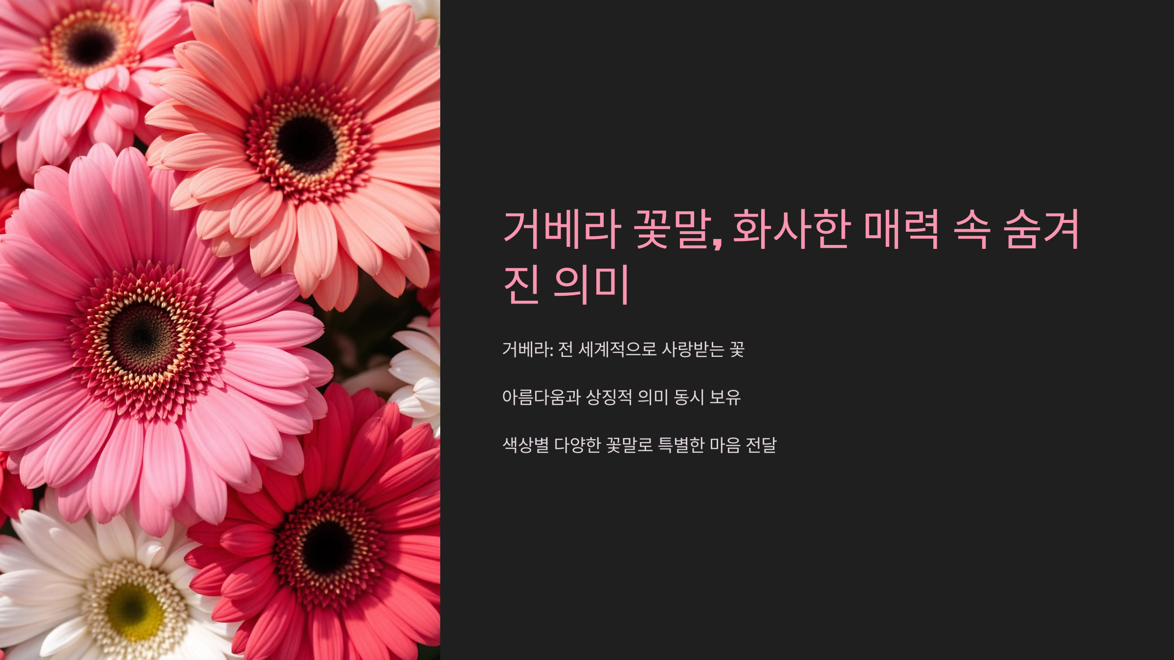 거베라 꽃말 화사한 매력 속 숨겨진 의미