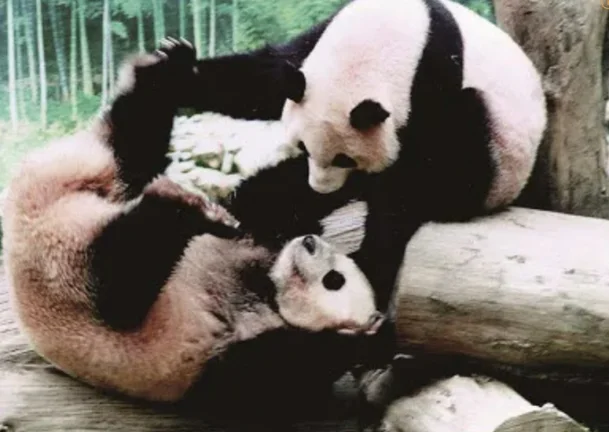 한국 최초 판다 리리와 밍밍