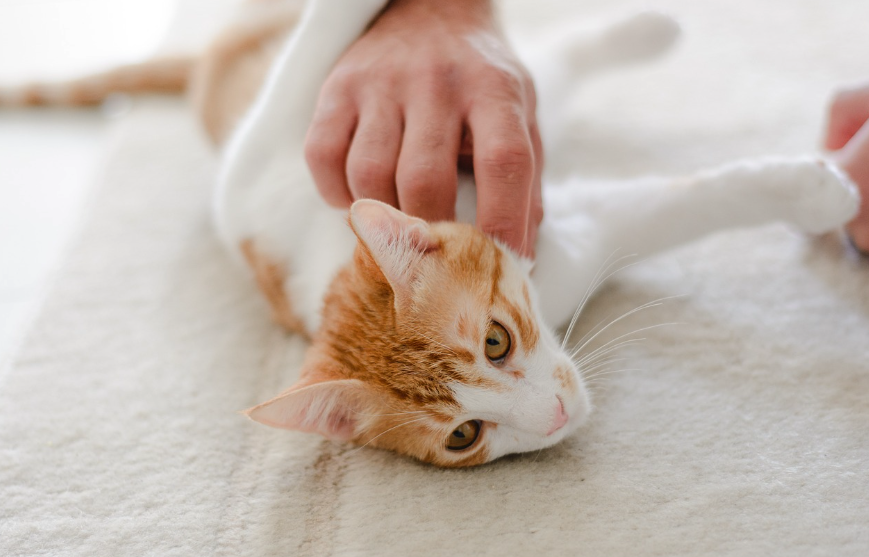 편안한 자세로 누워있는 고양이의 목을 긁어주고있다