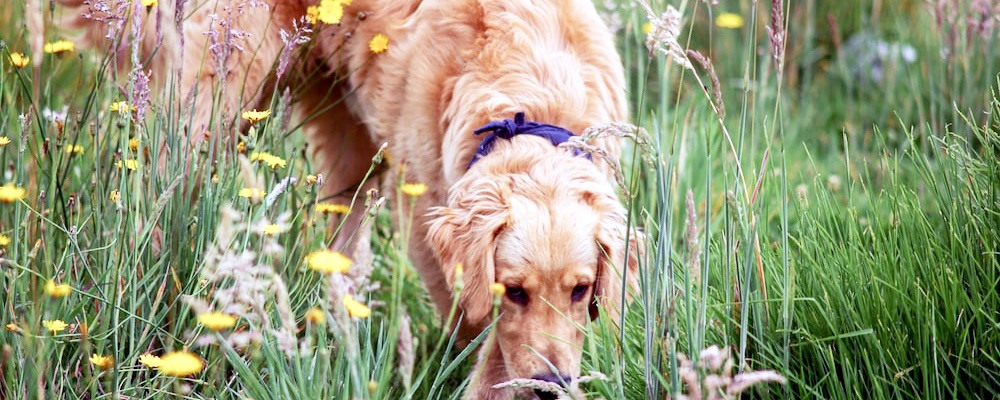 강아지 광견병 증상 10