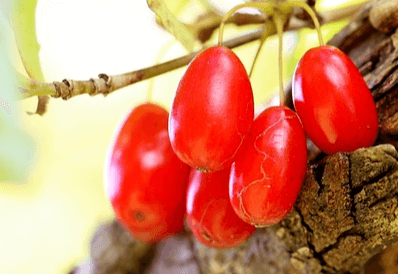 나무에 열린 빨갛게 익은 산수유 열매 6알이 있다. 알은 작고 타원형이며 표면은 매끄럽다.