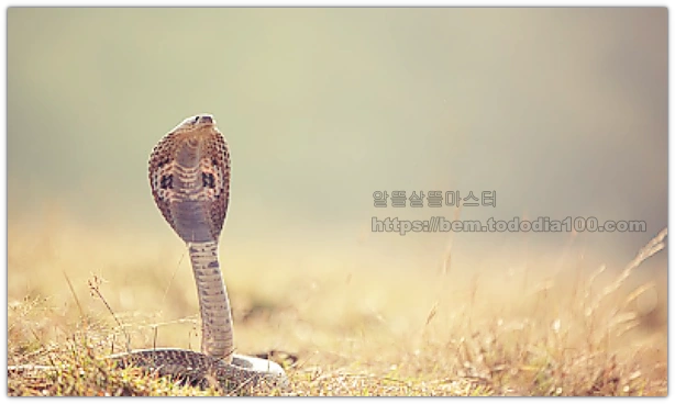 뱀꿈-꿈해몽-10
