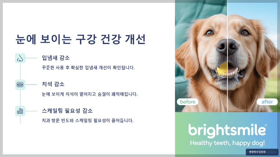강아지 전용 칫솔 세트 후기 – 구강 건강 지키는 첫걸음