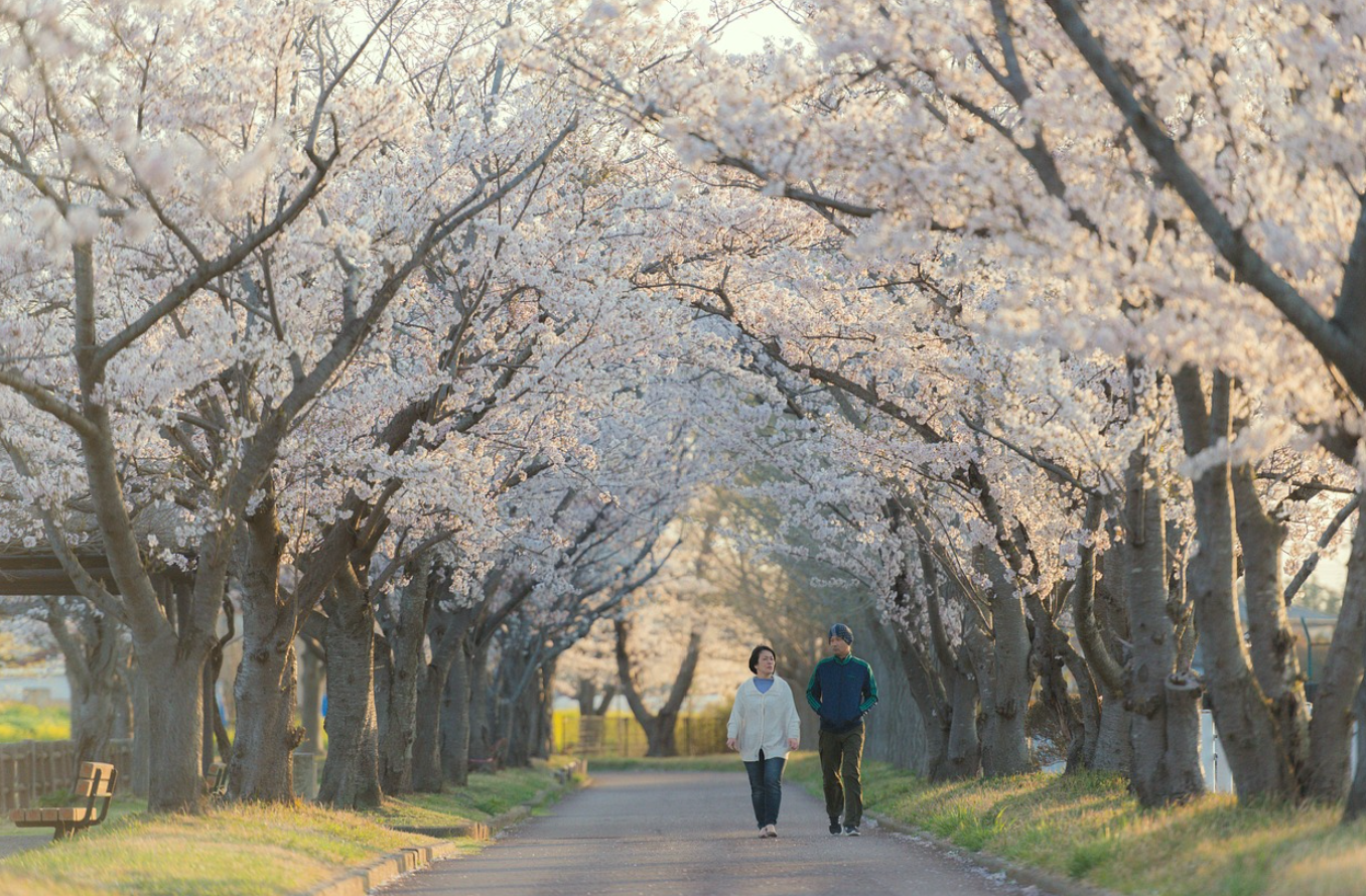 2024년 벚꽃 개화 시기