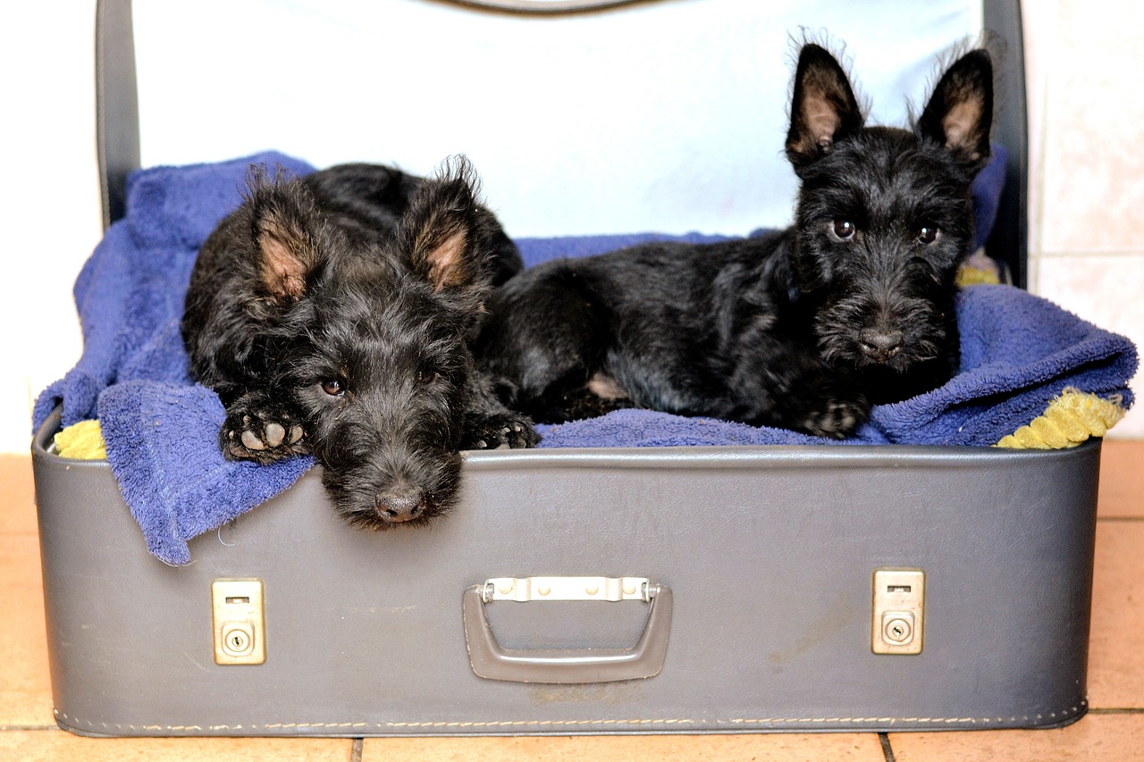 스코티시 테리어(Scottish Terrier)2