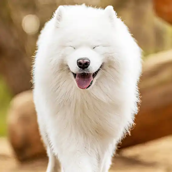 동물병원·위탁기관 반려견 등록처