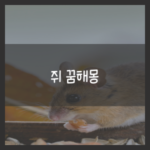 쥐 꿈해몽
