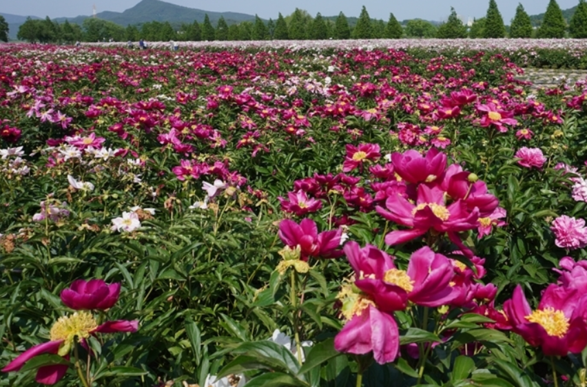 합천 공작약 축제, 5월 꽃 힐링 여행지