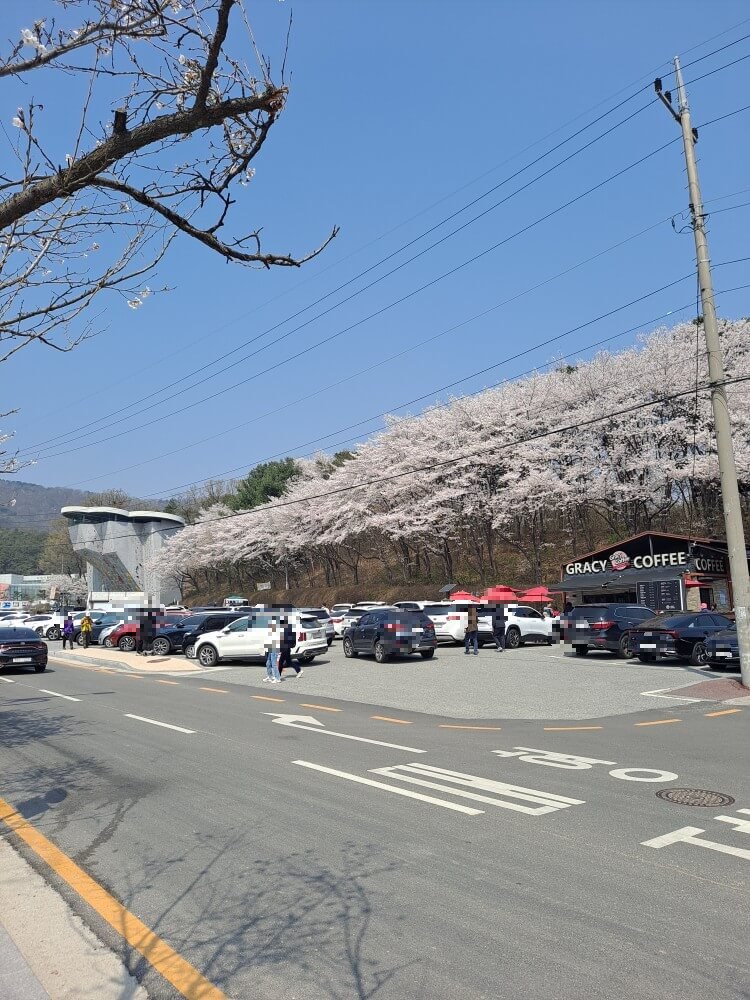 이천설봉공원벚꽃