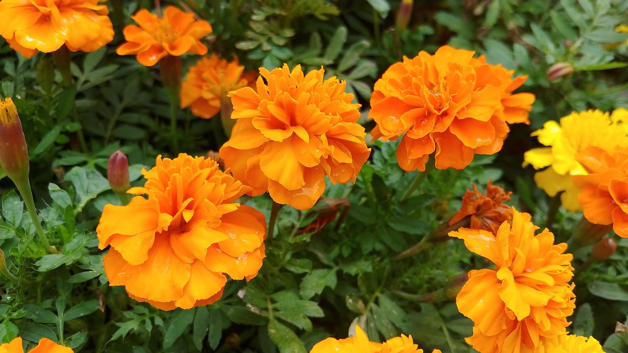 금계국 꽃 명소 생태교란종 파종시기 큰금계국 구별