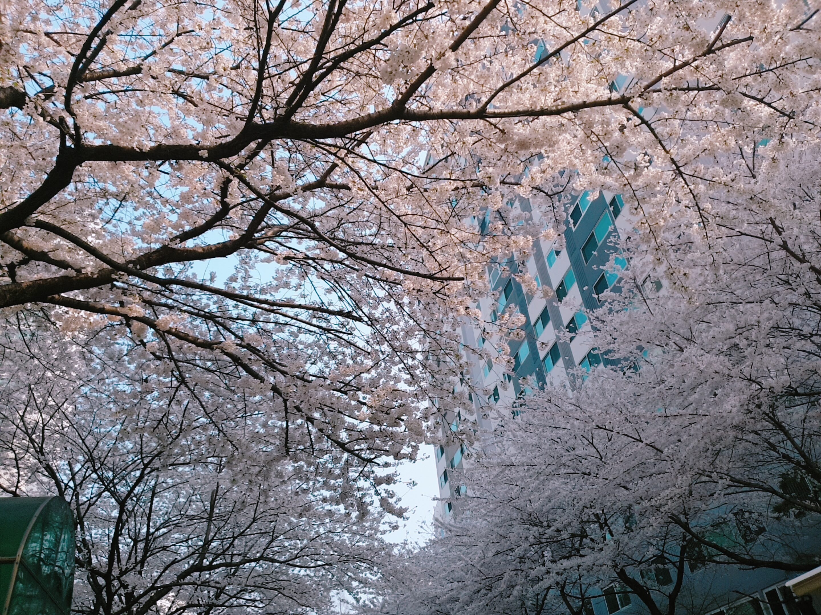 수원 숨은 벚꽃 명소