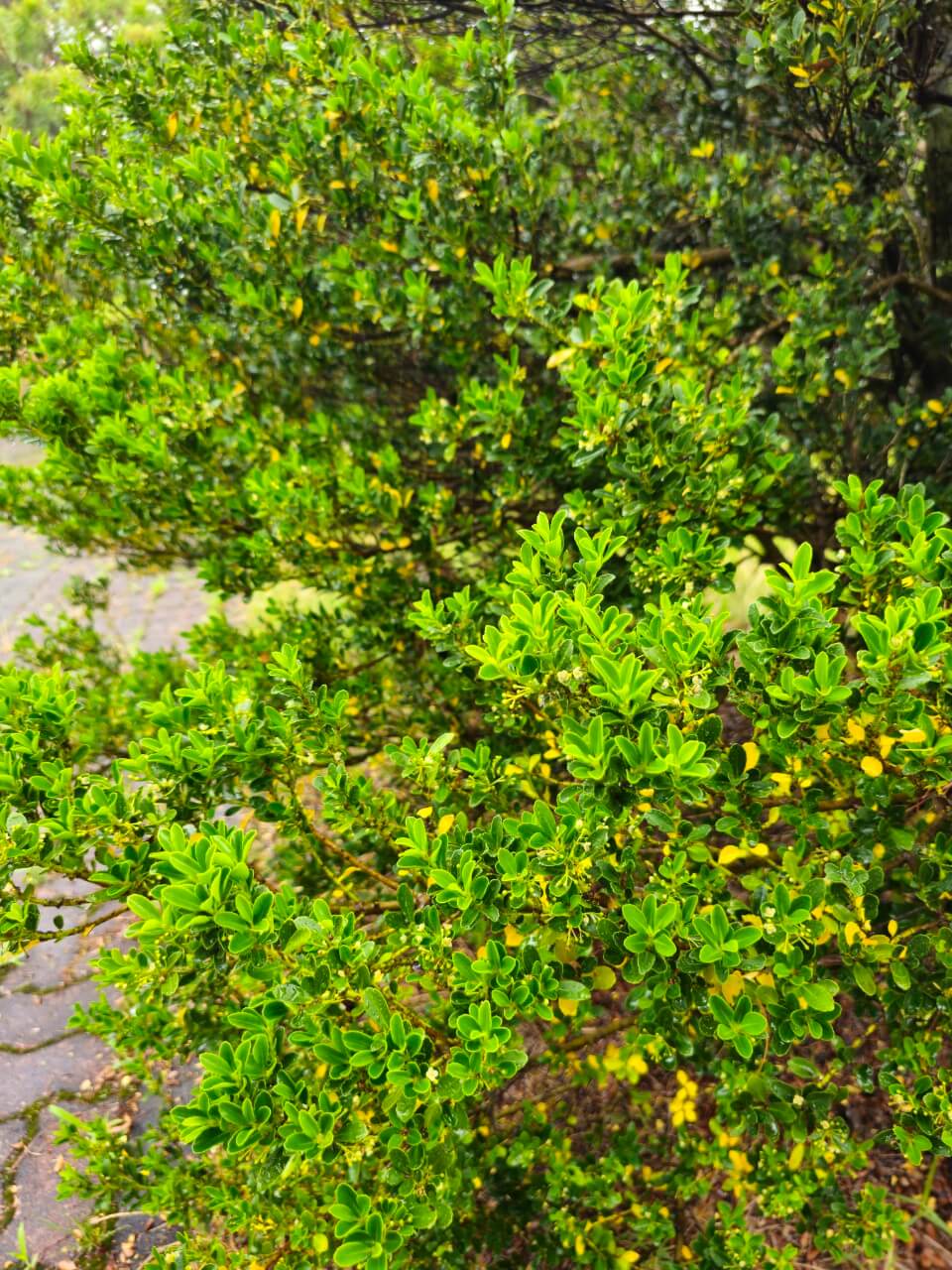 선진국 농촌지역 장애인 복지정책