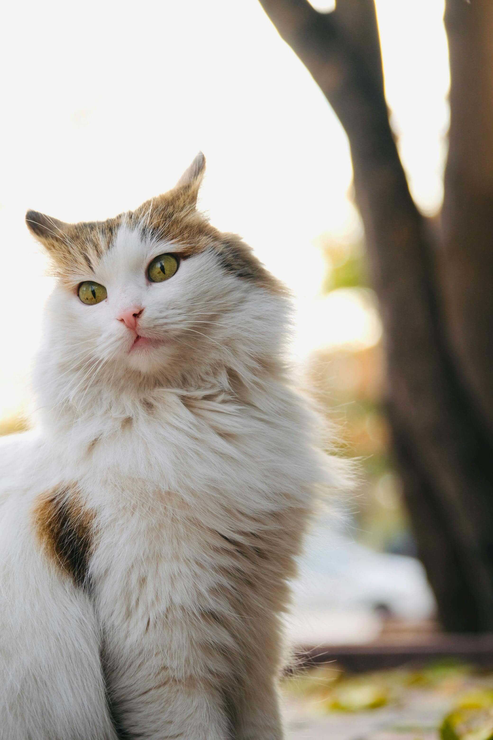 고양이 전용 보험, 가입해도 될까? 장단점 한눈에 비교(2025 최신판)