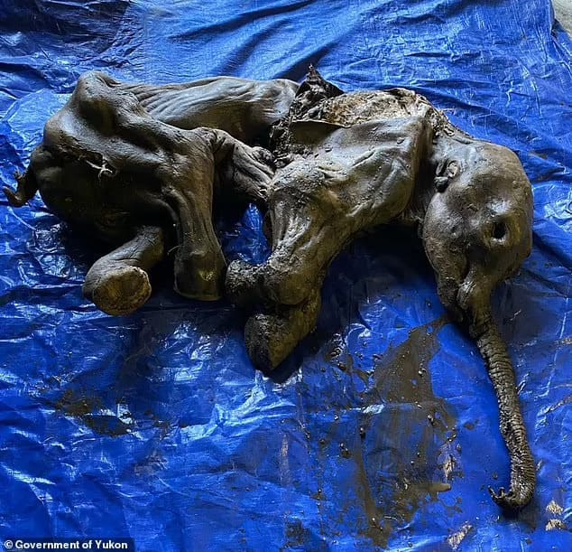 가장 완벽하게 보존된 3만년 전 아기 매머드 발견 VIDEO: Most complete baby mammoth in North America is FOUND