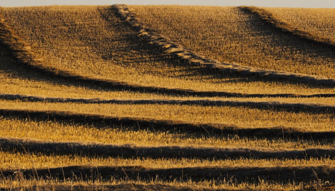 'Crop'