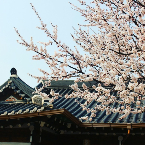 벚꽃 개화시기 2023