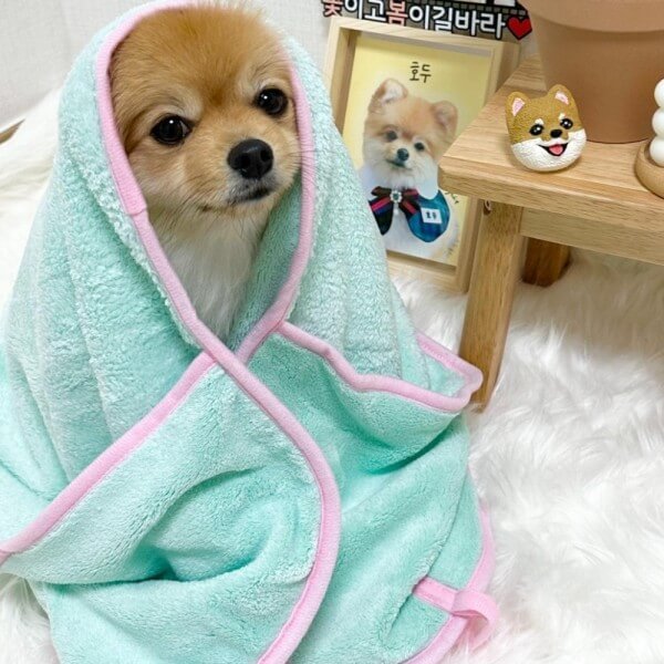 따뜻한 강아지