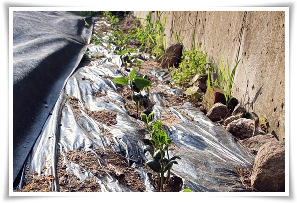 텃밭 &quot;6월, 서리태 심으세요!&quot; 내 손으로 직접 키워보는 검은 보석!
