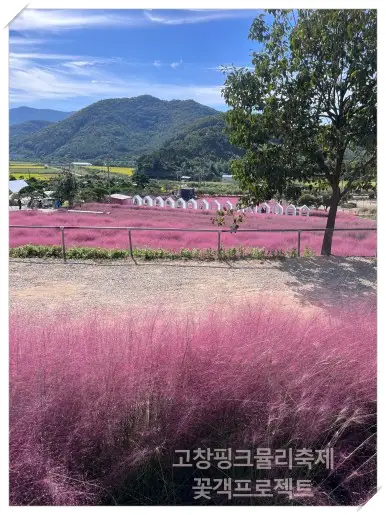 고창핑크뮬리축제