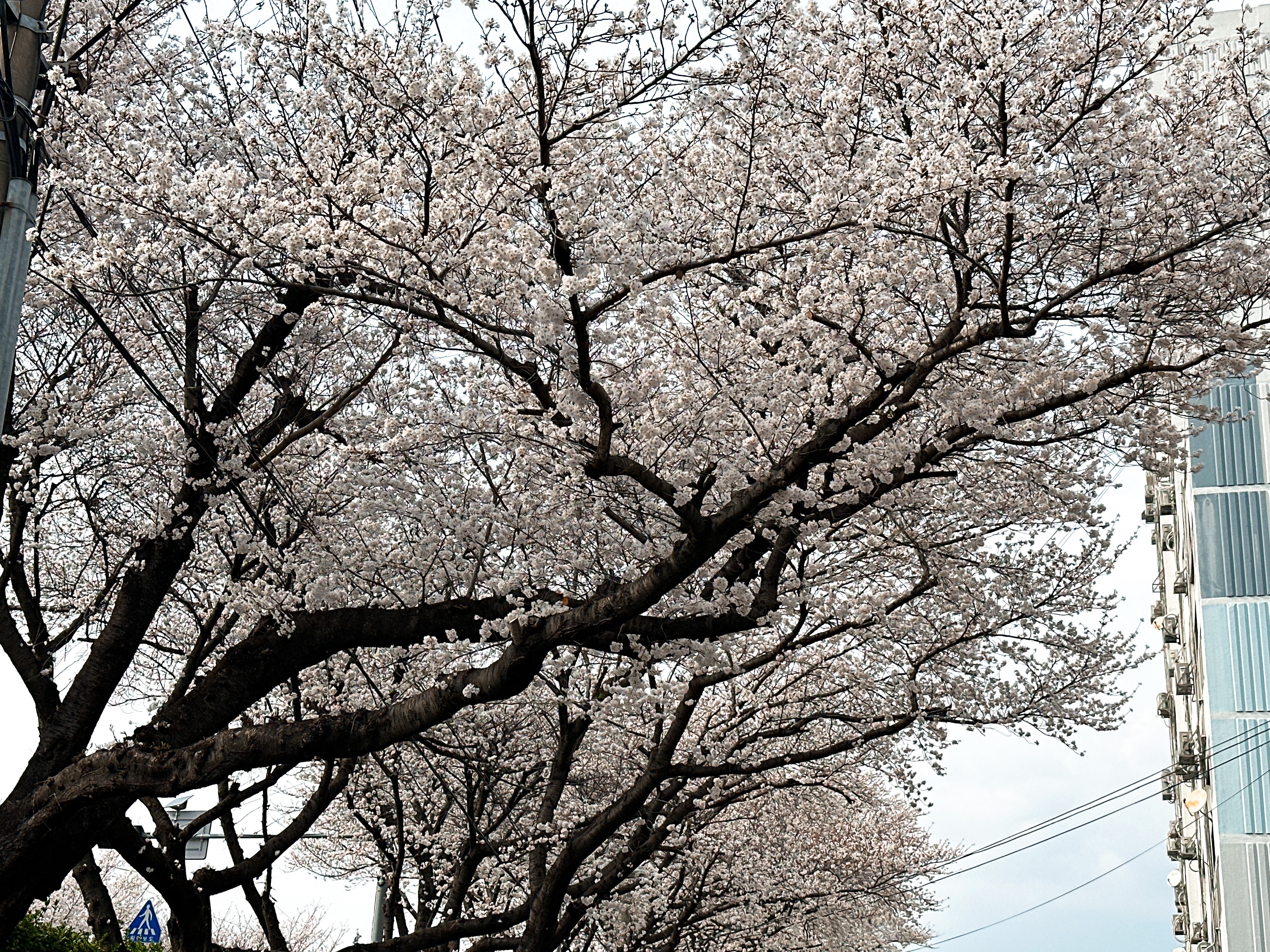 밀양 벚꽃 개화 정보 보기👆