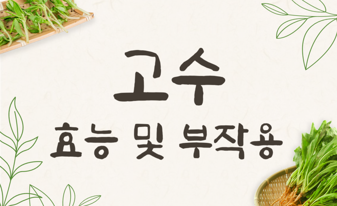 고수 효능과 부작용, 고수나물 보관법으로 건강 챙기기