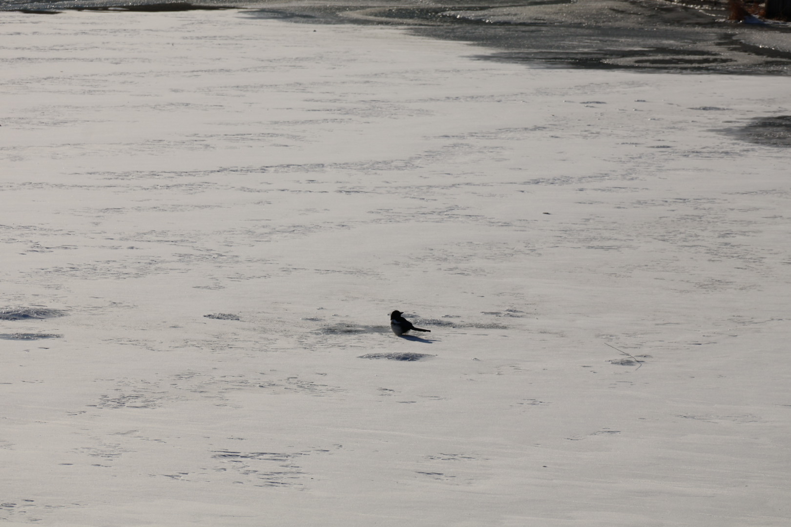 캐논 미러리스 렌즈